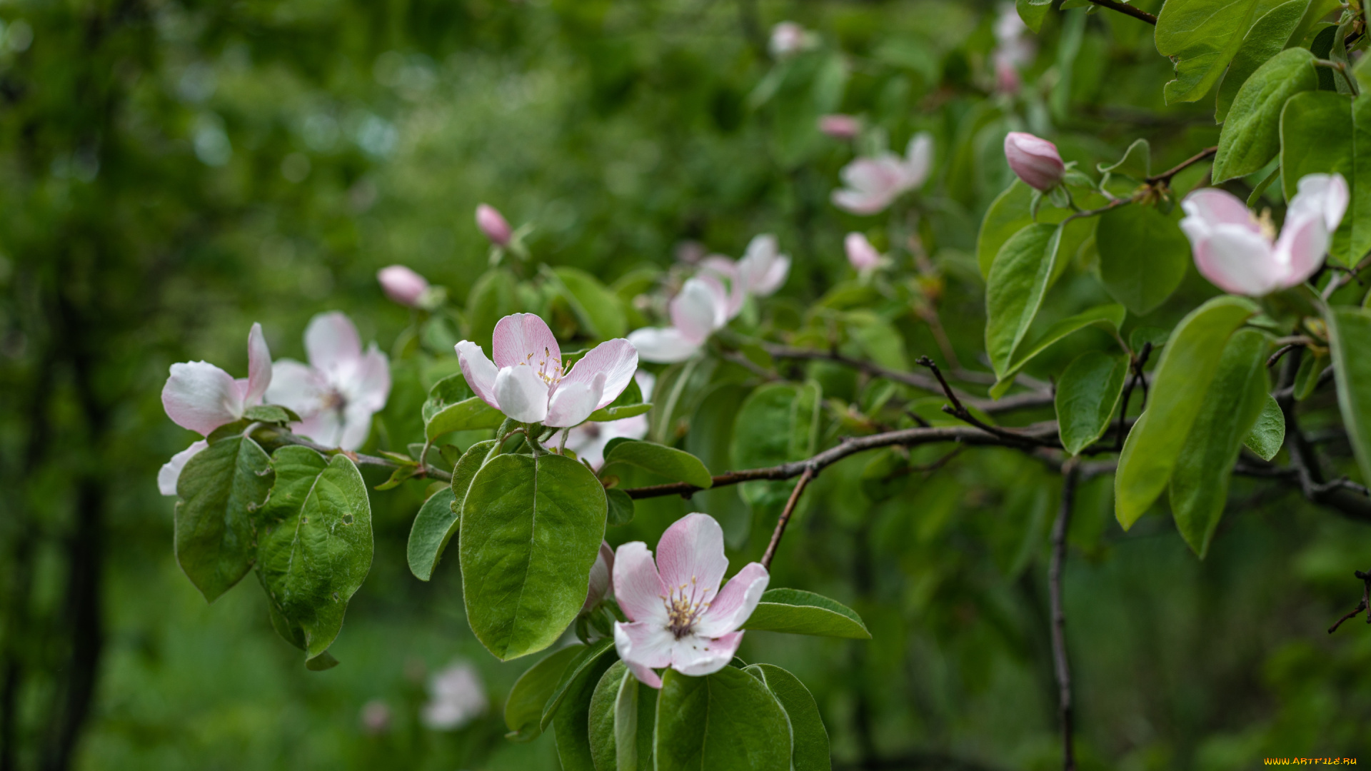 цветы, айва, весна, цветение, дерево, листья