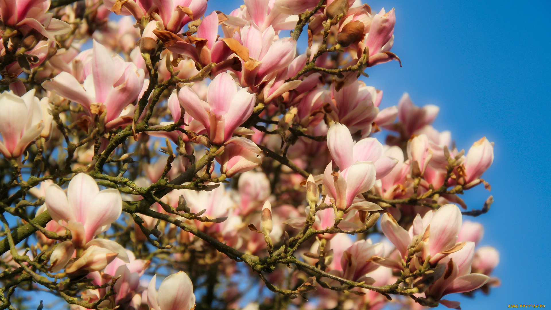 цветы, магнолии