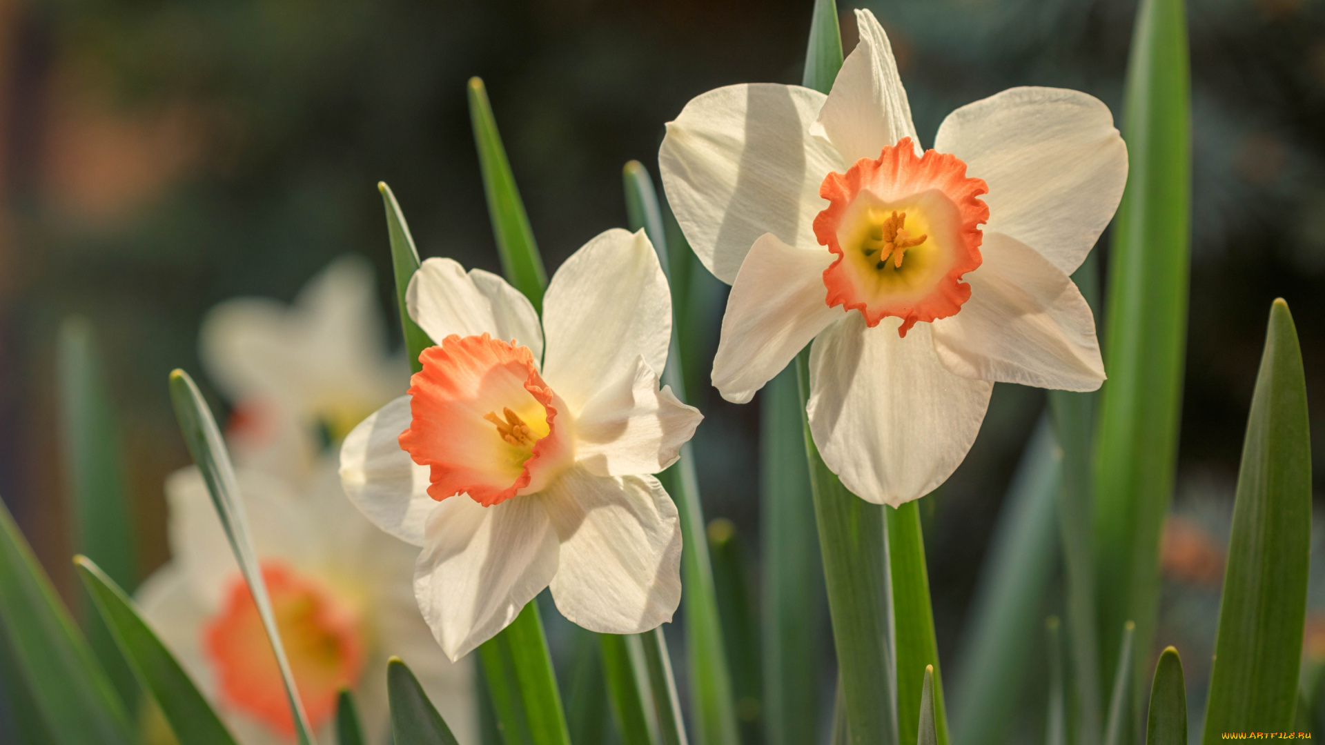 цветы, нарциссы