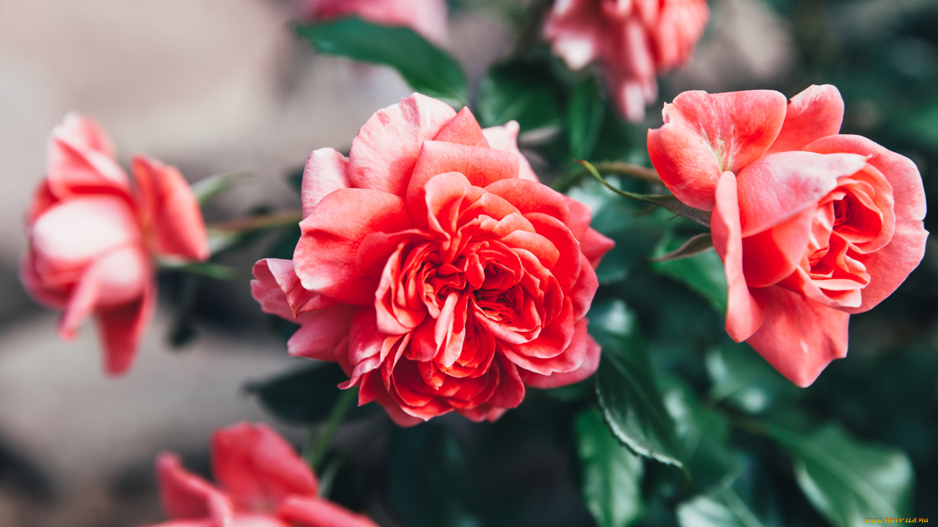 цветы, розы