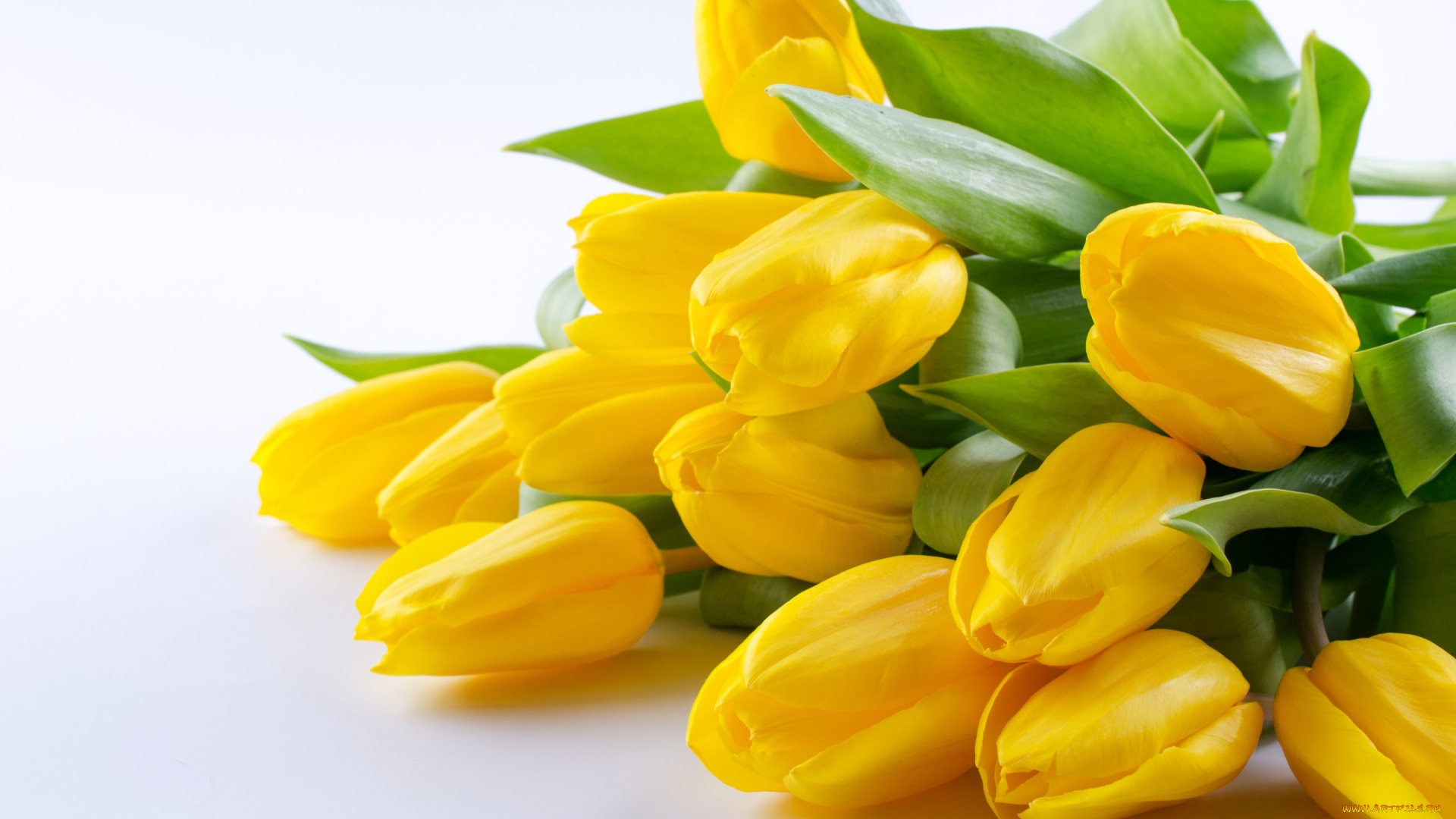 цветы, тюльпаны, белый, фон, букет