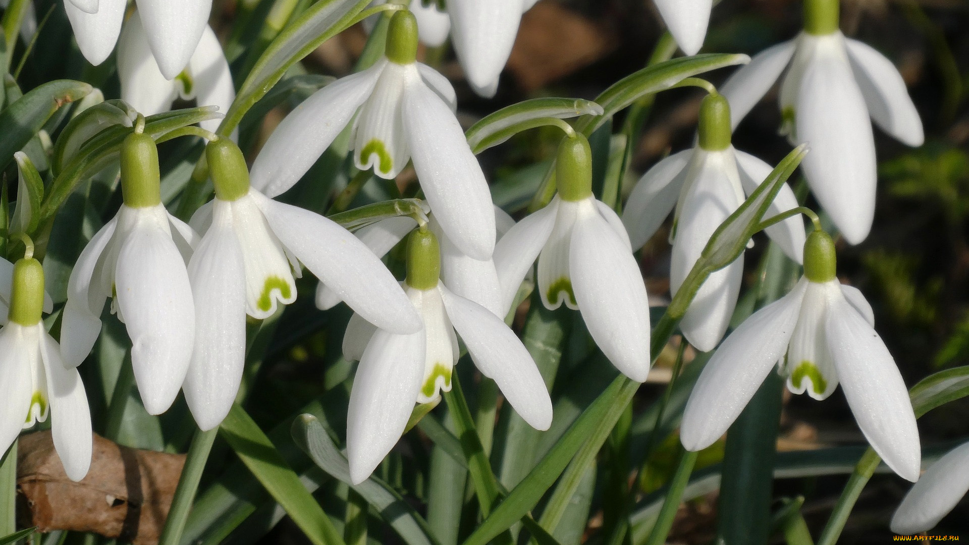 цветы, подснежники, , белоцветники, , пролески, белоцветники