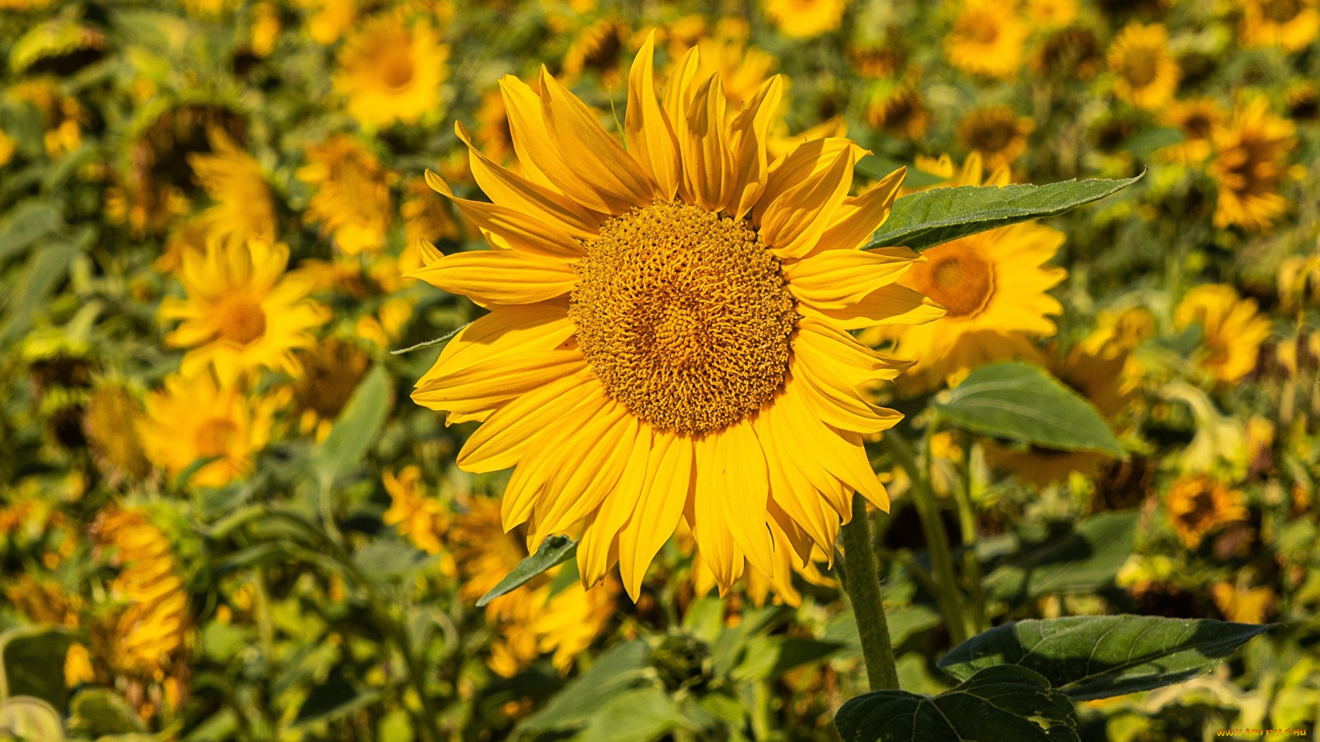 цветы, подсолнухи, солнечный, цветок
