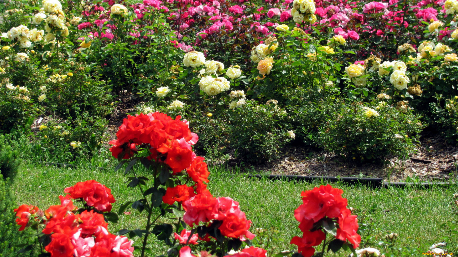 цветы, розы, розарий, разноцветные