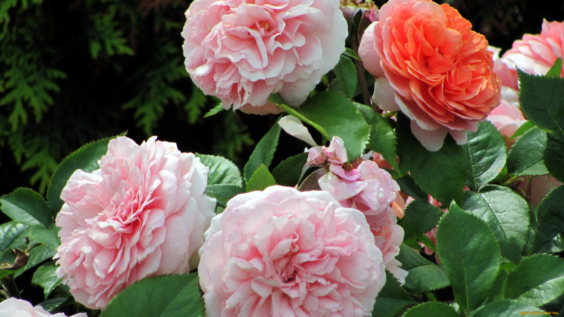 цветы, розы, розовые, куст