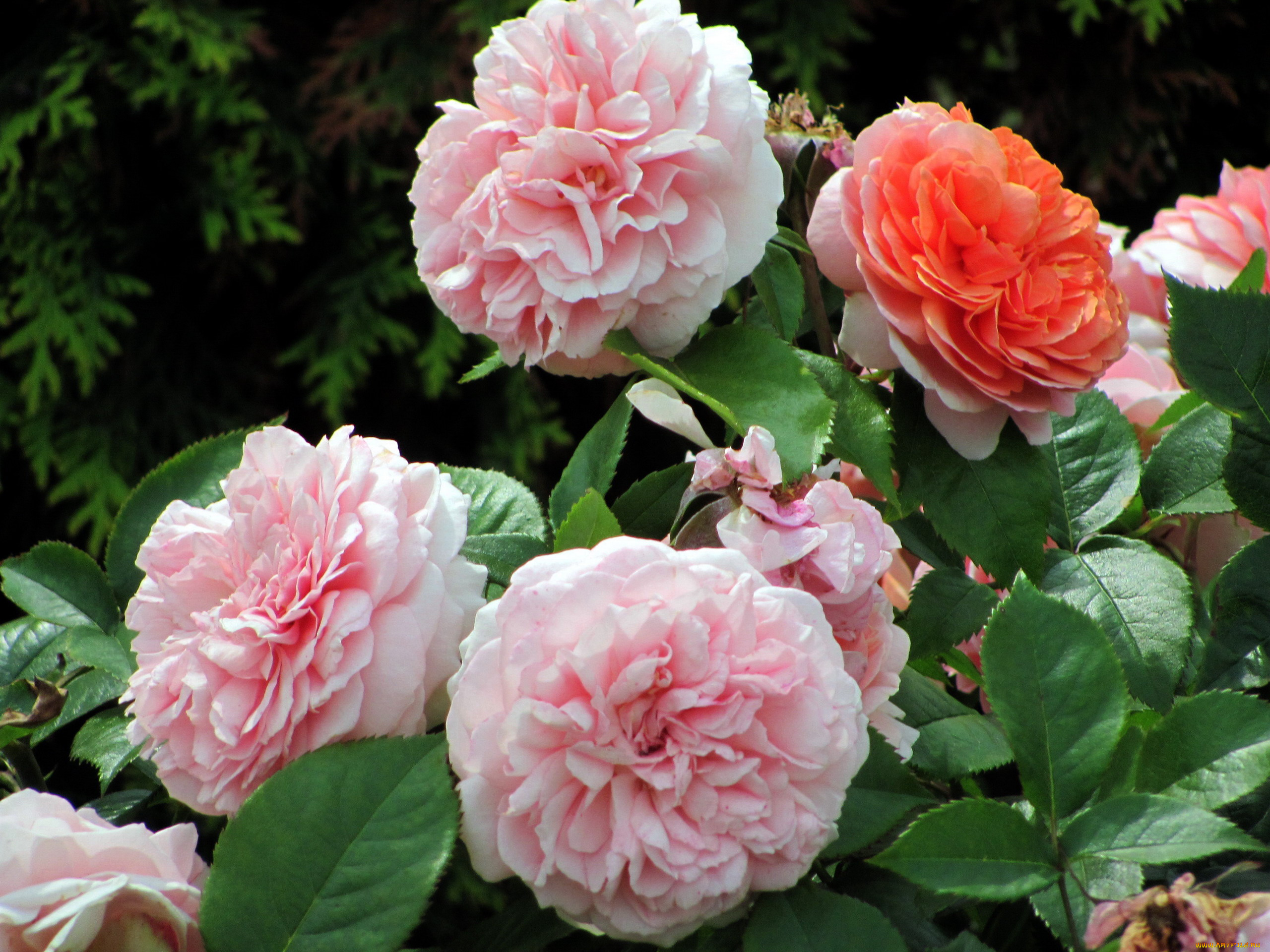 цветы, розы, розовые, куст