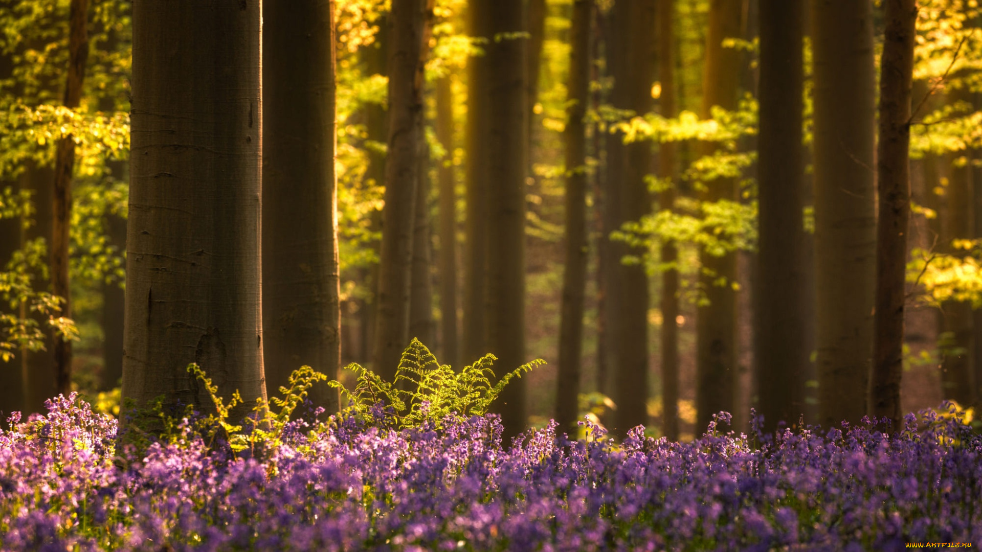 природа, лес, цветы, весна, колокольчики