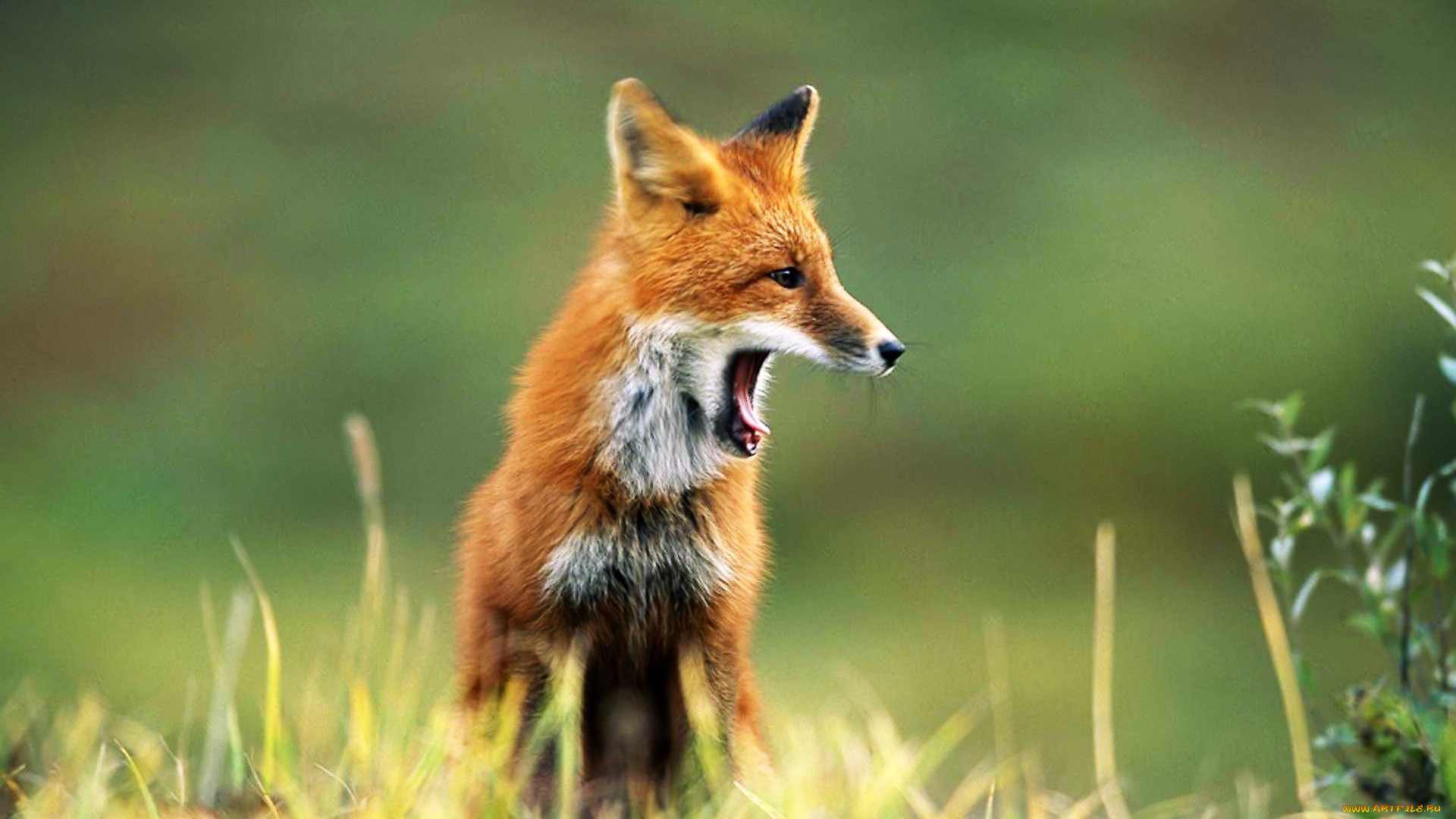 животные, лисы, лиса, зевок, трава