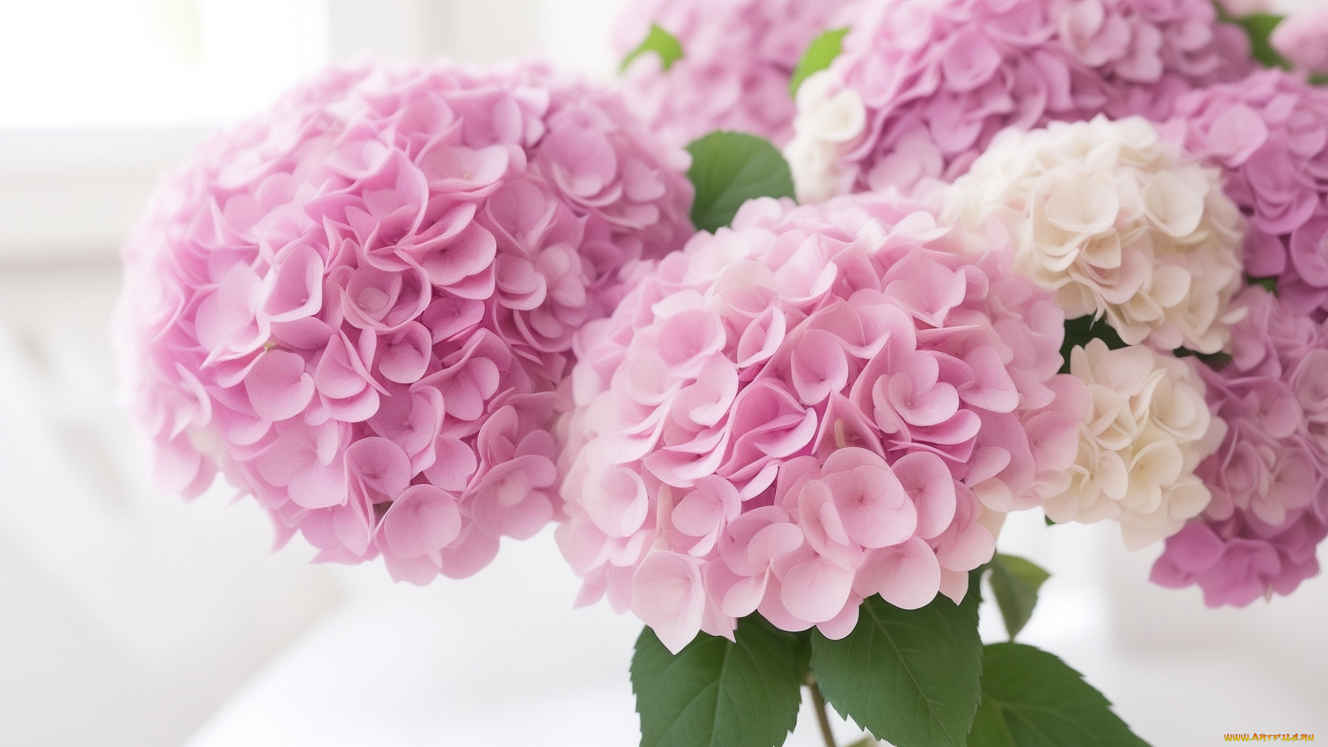 3д, графика, цветы, , flowers, гортензия