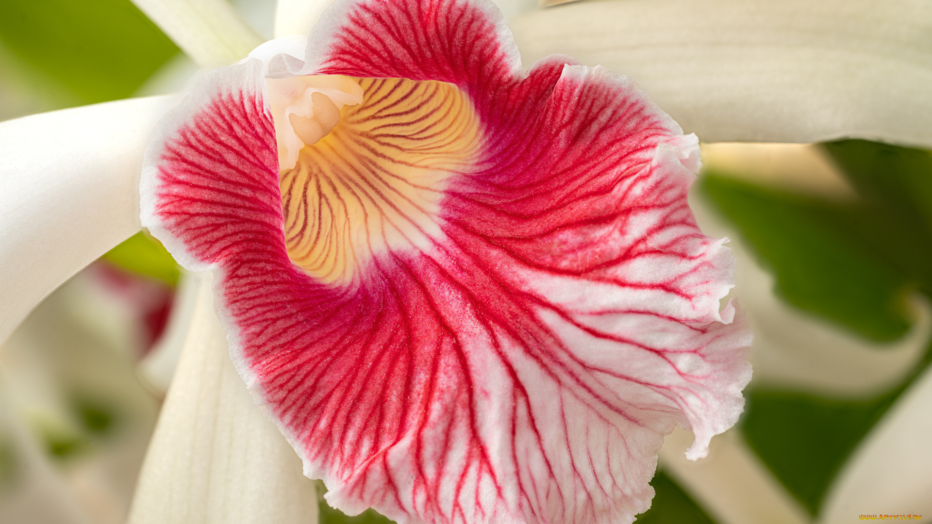 цветы, орхидеи, орхидея