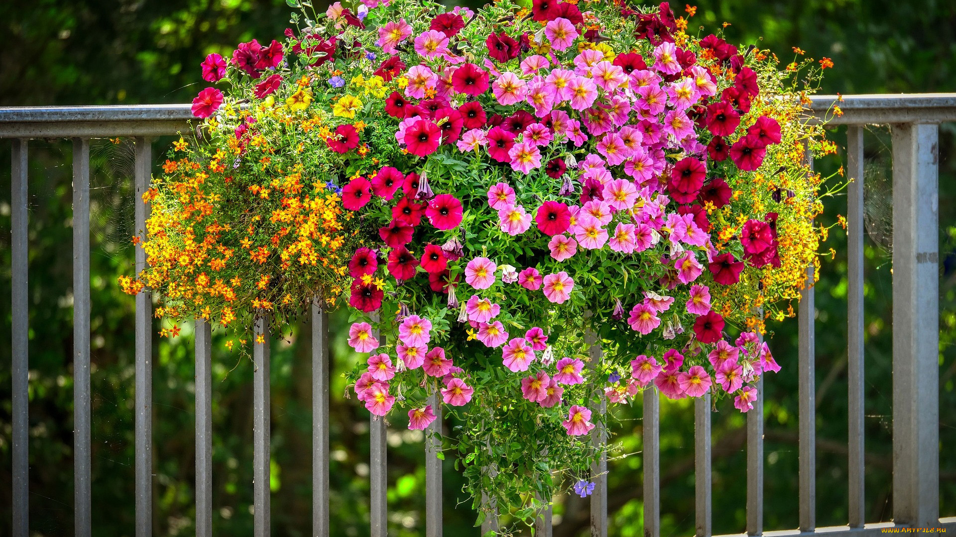 цветы, разные, вместе, разноцветные, петунии