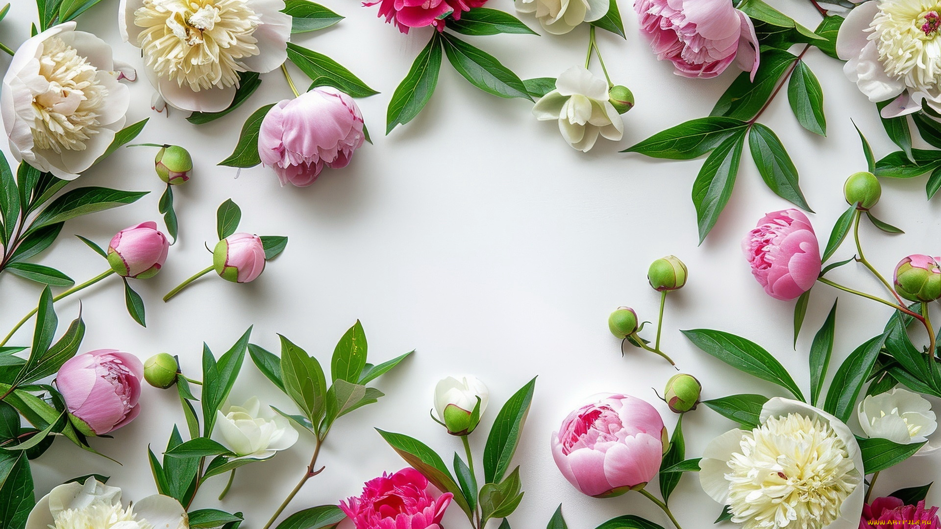 3д, графика, цветы, , flowers, пионы