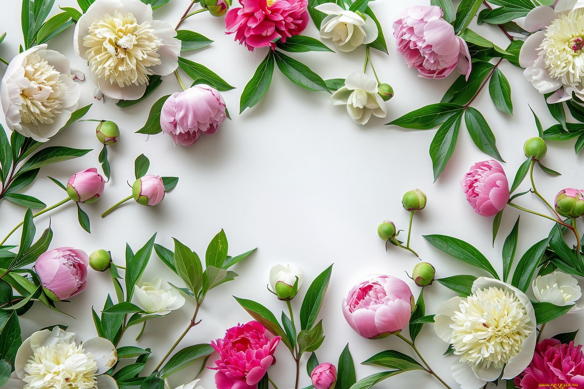 3д, графика, цветы, , flowers, пионы