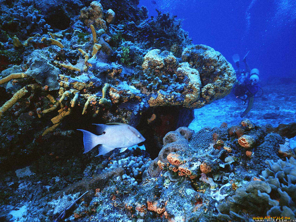 подводный, мир, животные, рыбы