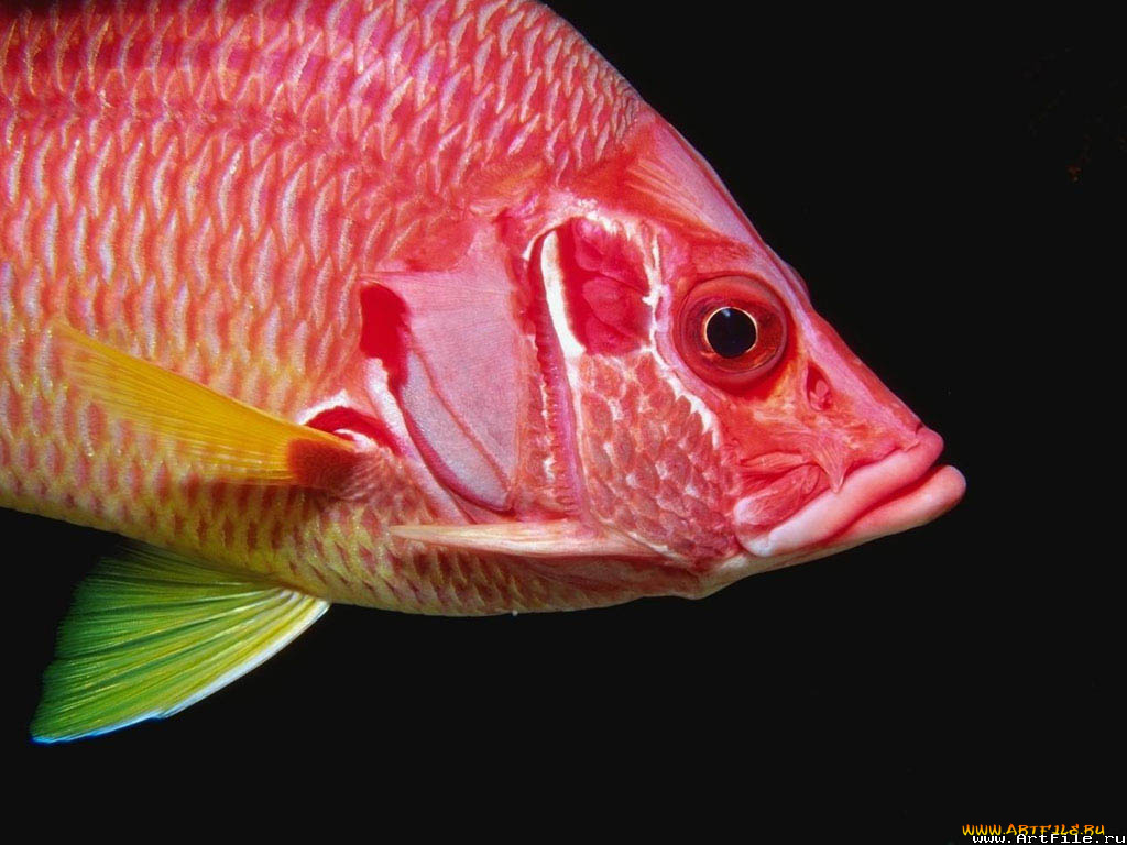 рыба, животные, рыбы