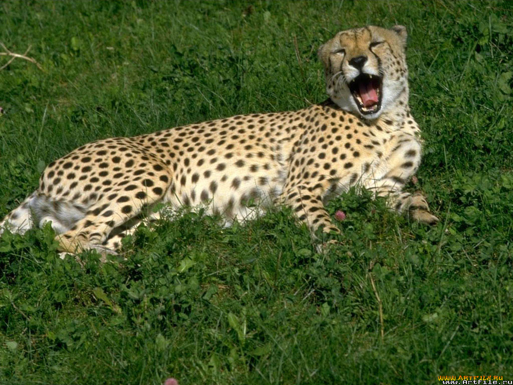животные, гепарды