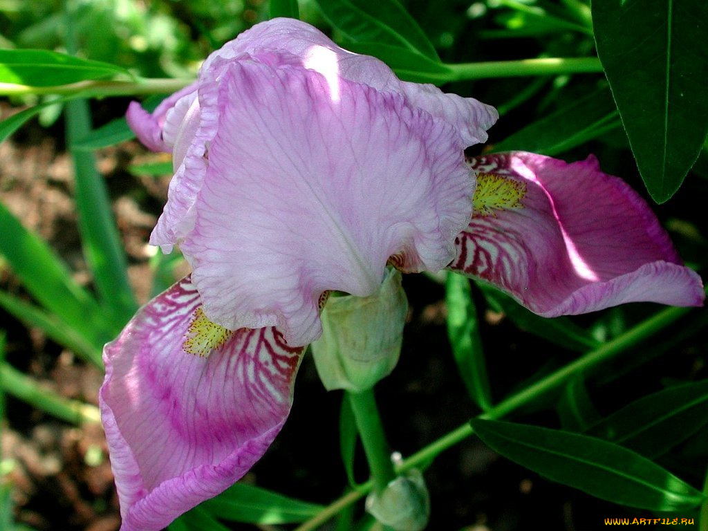 цветы, ирисы