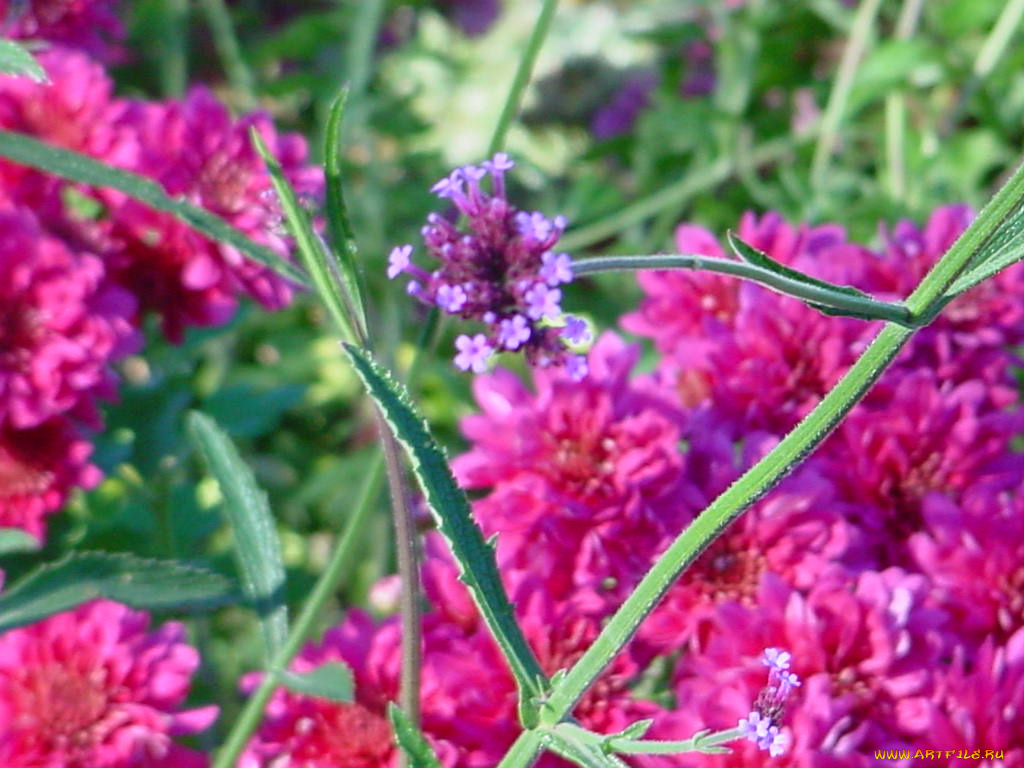 цветы, луговые, полевые