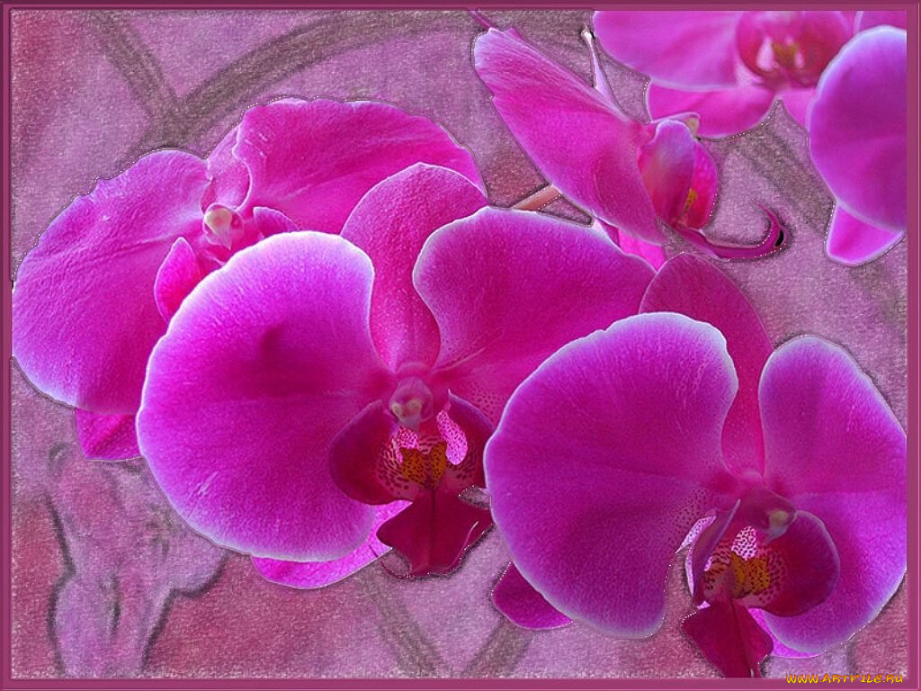цветы, орхидеи