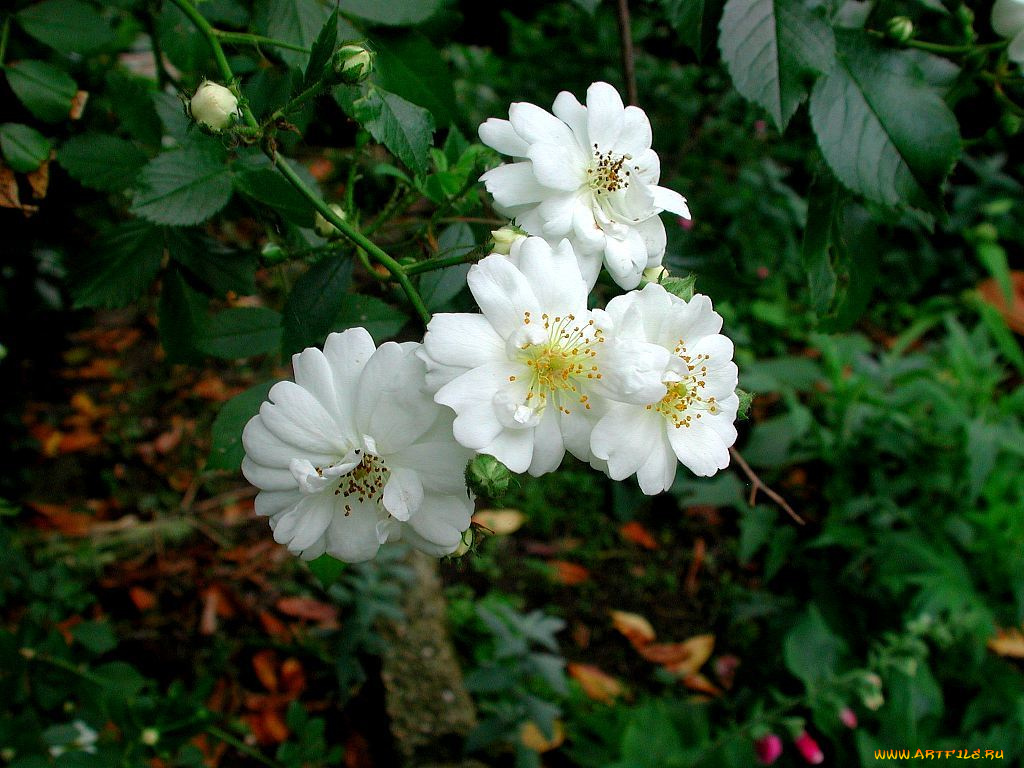 цветы, шиповник