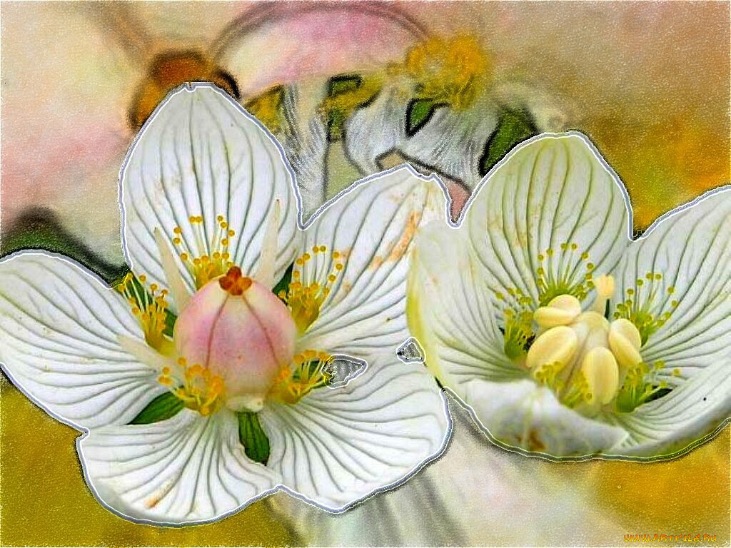 рисованные, цветы