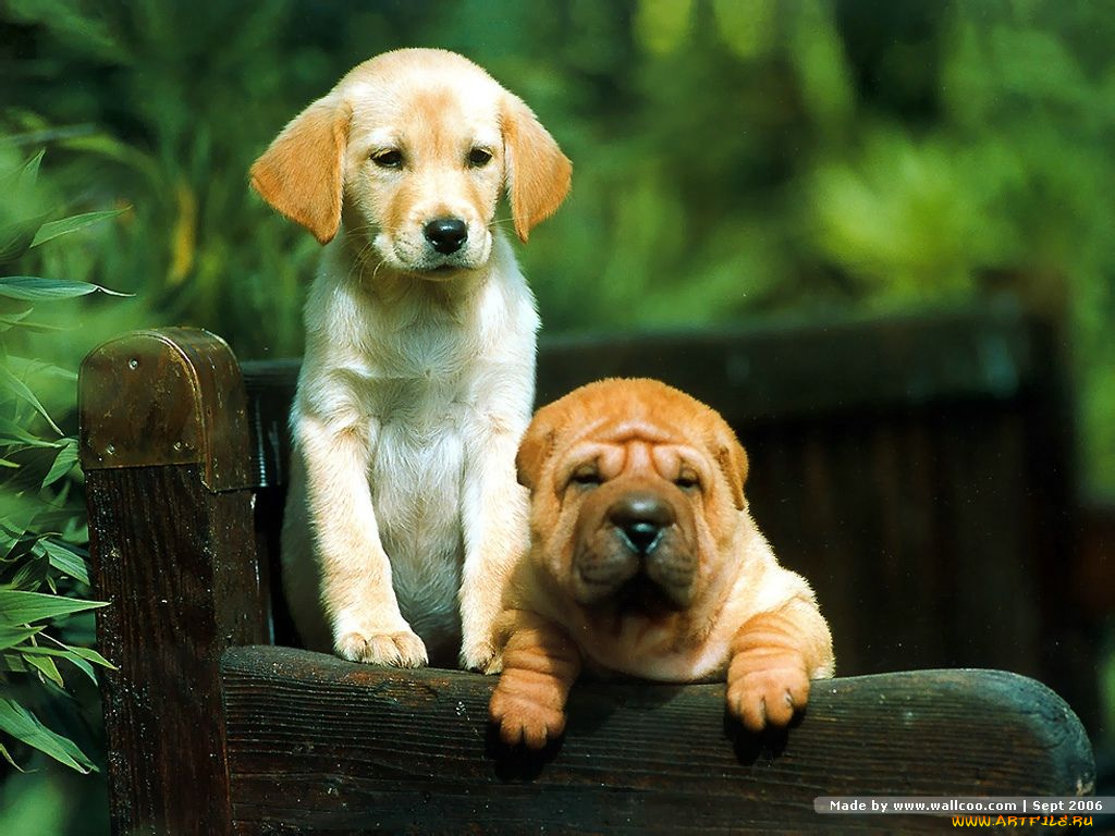 животные, собаки