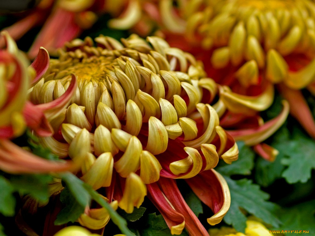 цветы, хризантемы
