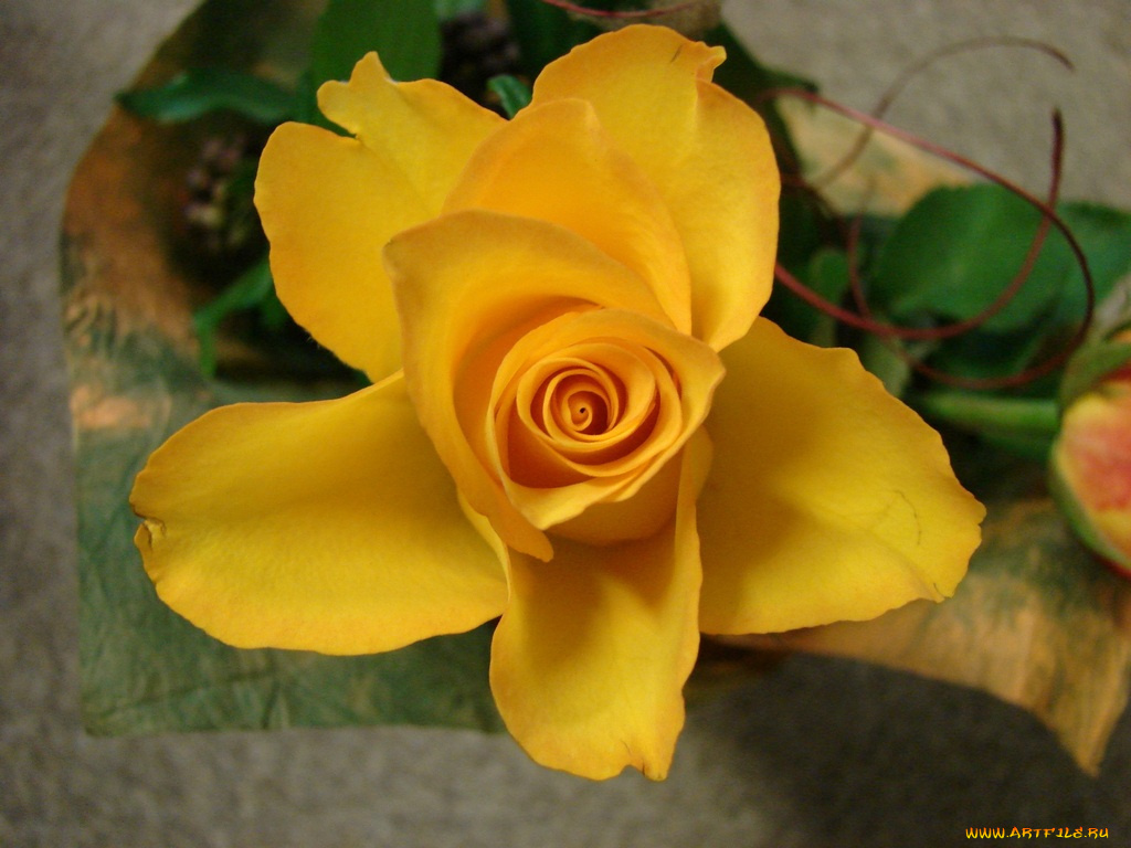 цветы, розы