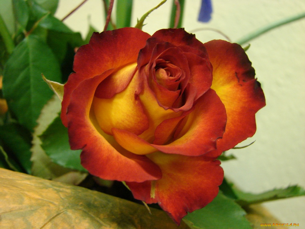 цветы, розы