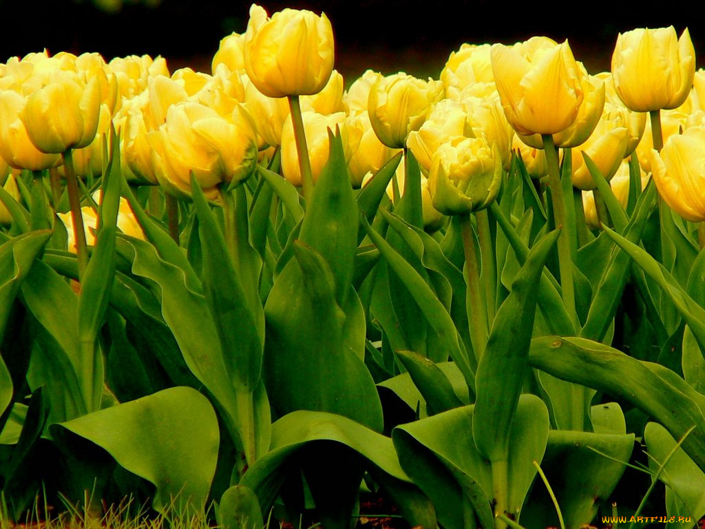 цветы, тюльпаны