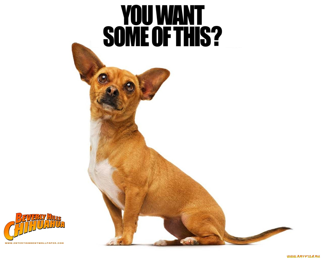 beverly, hills, chihuahua, кино, фильмы