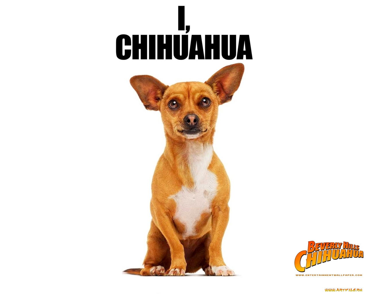 beverly, hills, chihuahua, кино, фильмы