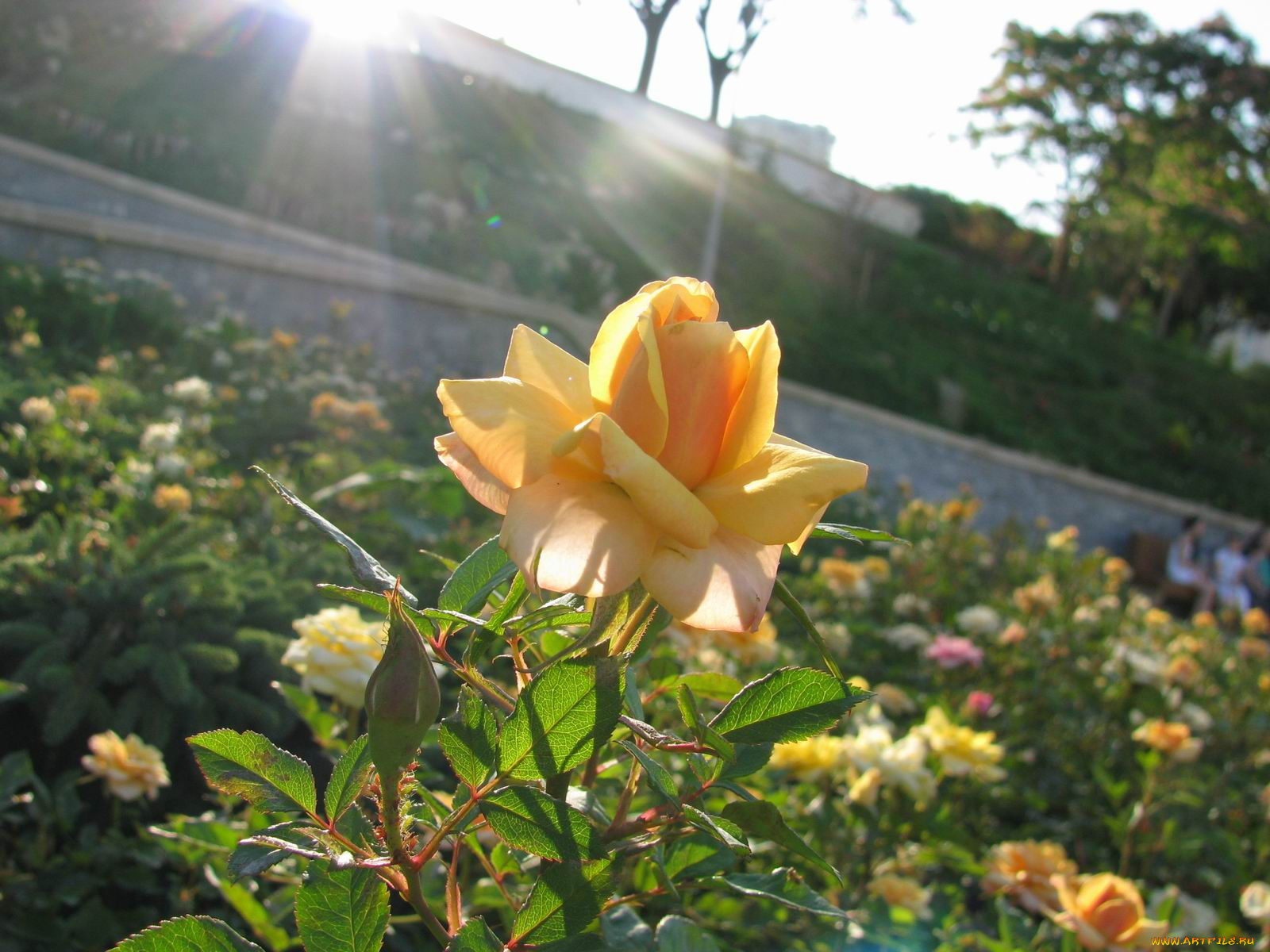 цветы, розы