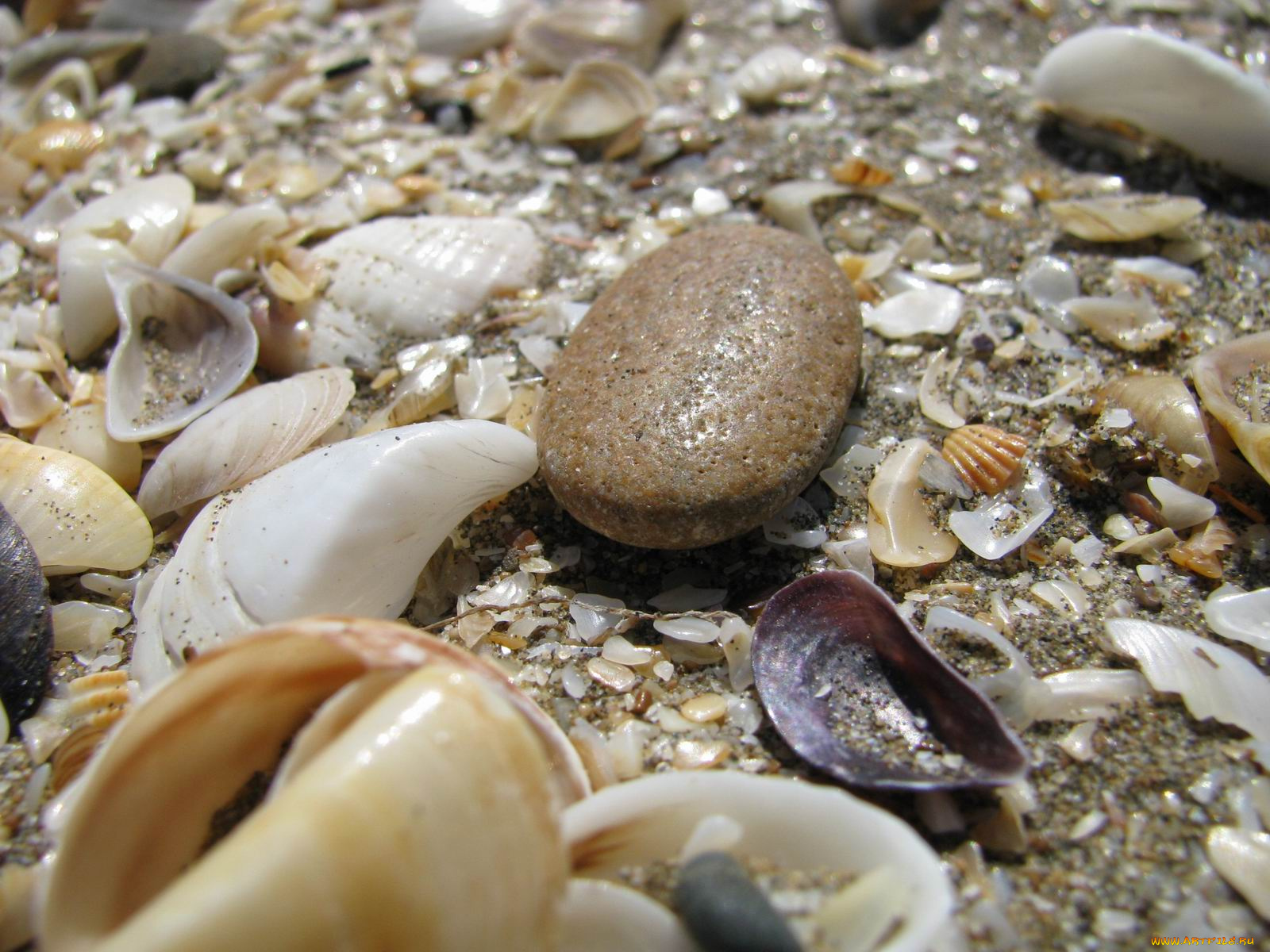 разное, ракушки, кораллы, декоративные, spa, камни