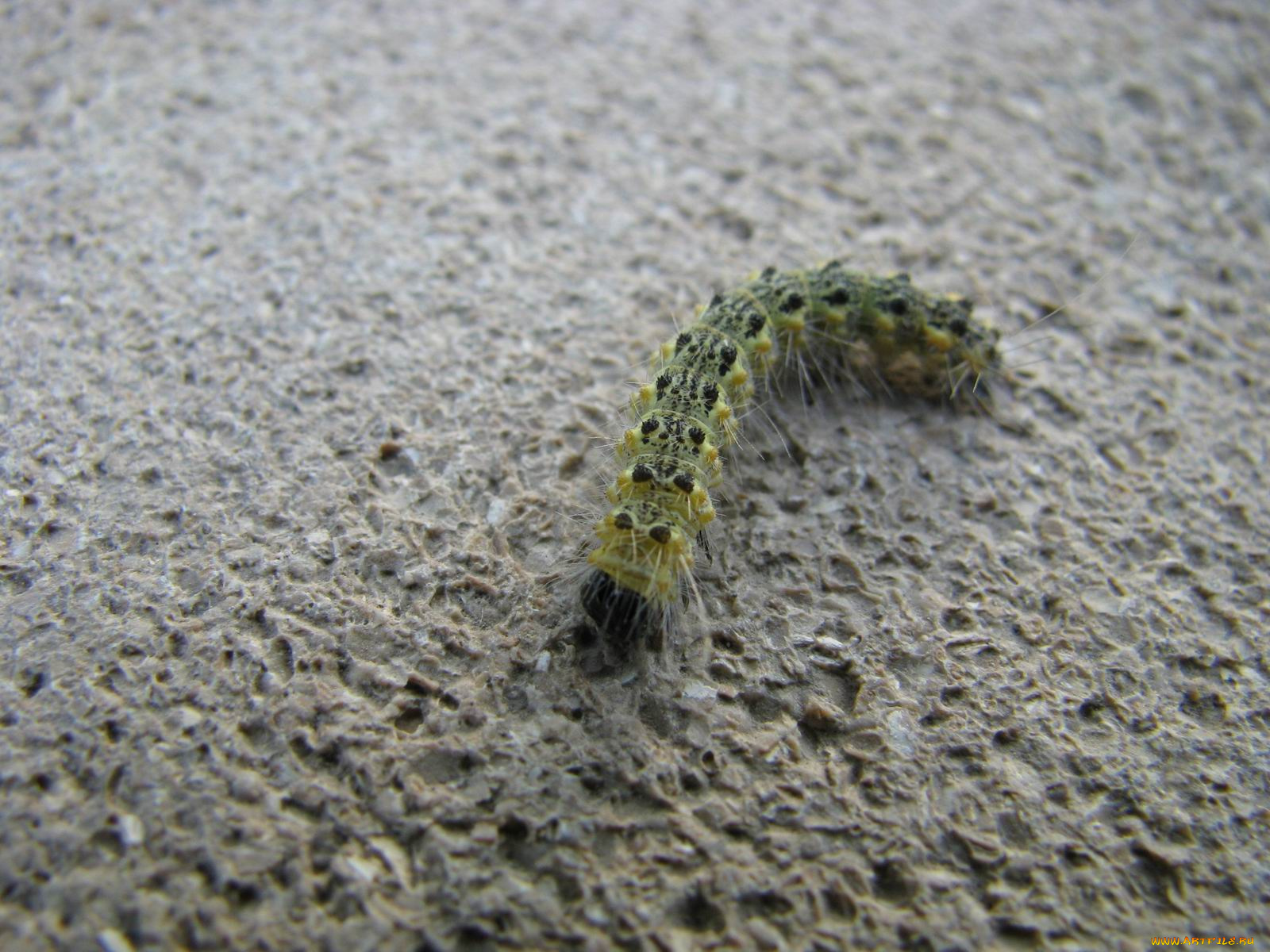 животные, гусеницы