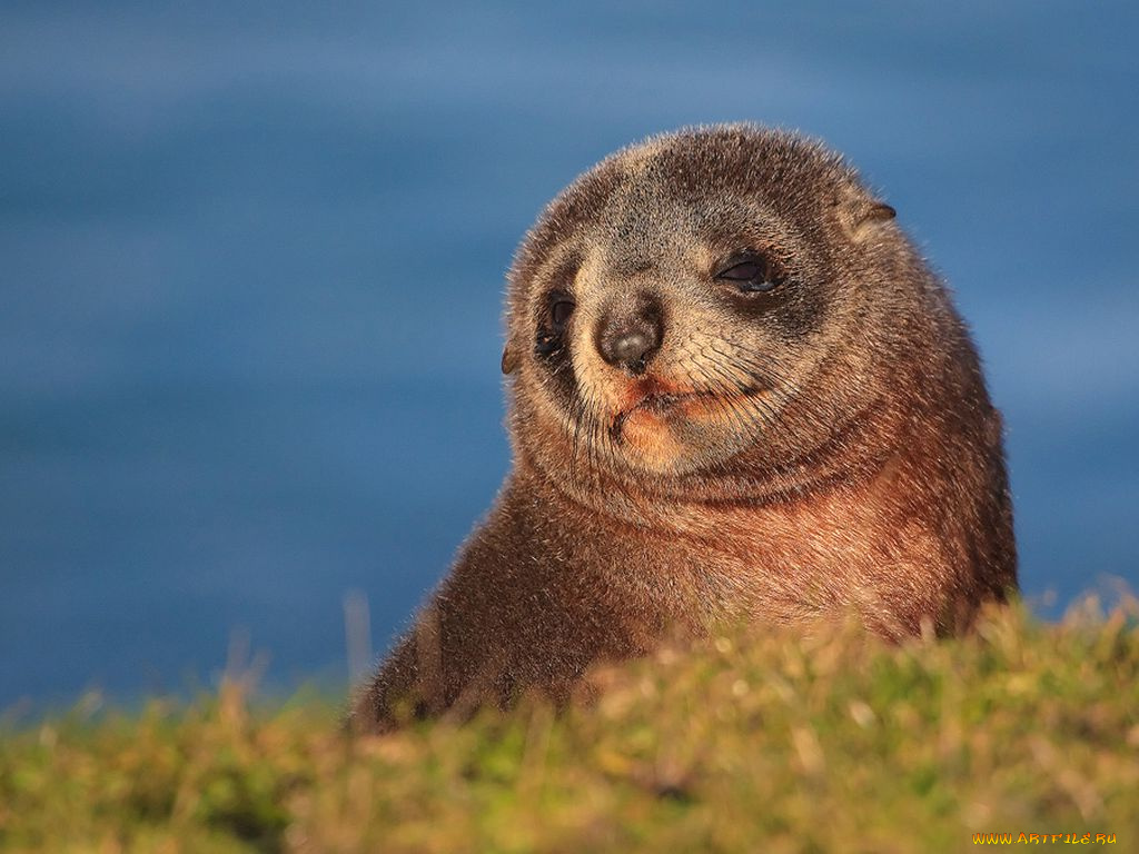 животные, тюлени, морские, львы, котики