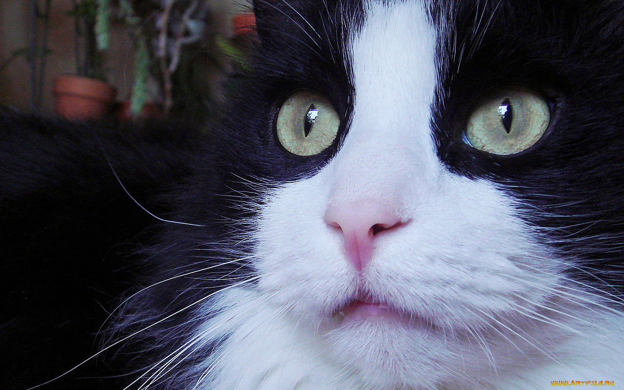 животные, коты