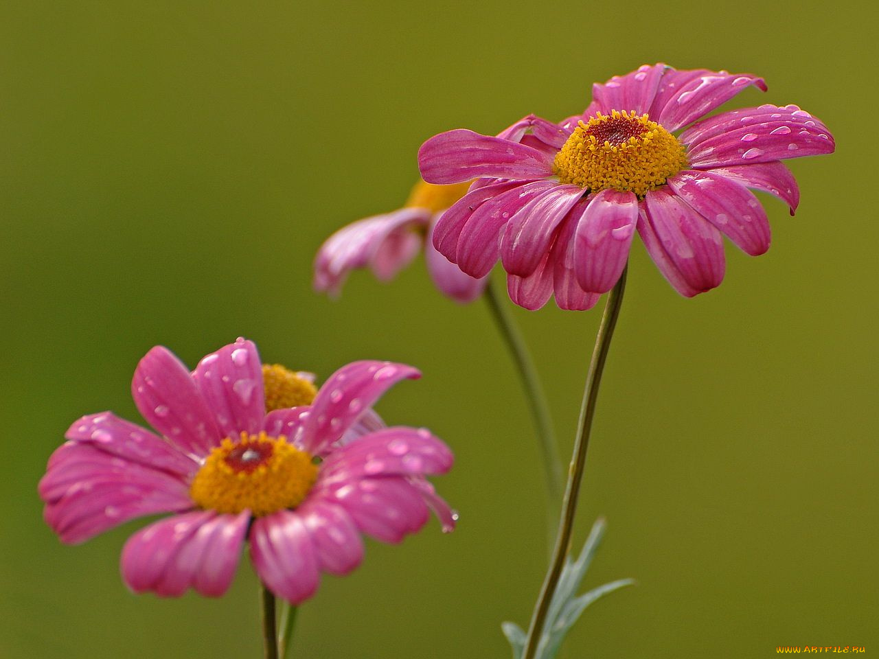 цветы, ромашки