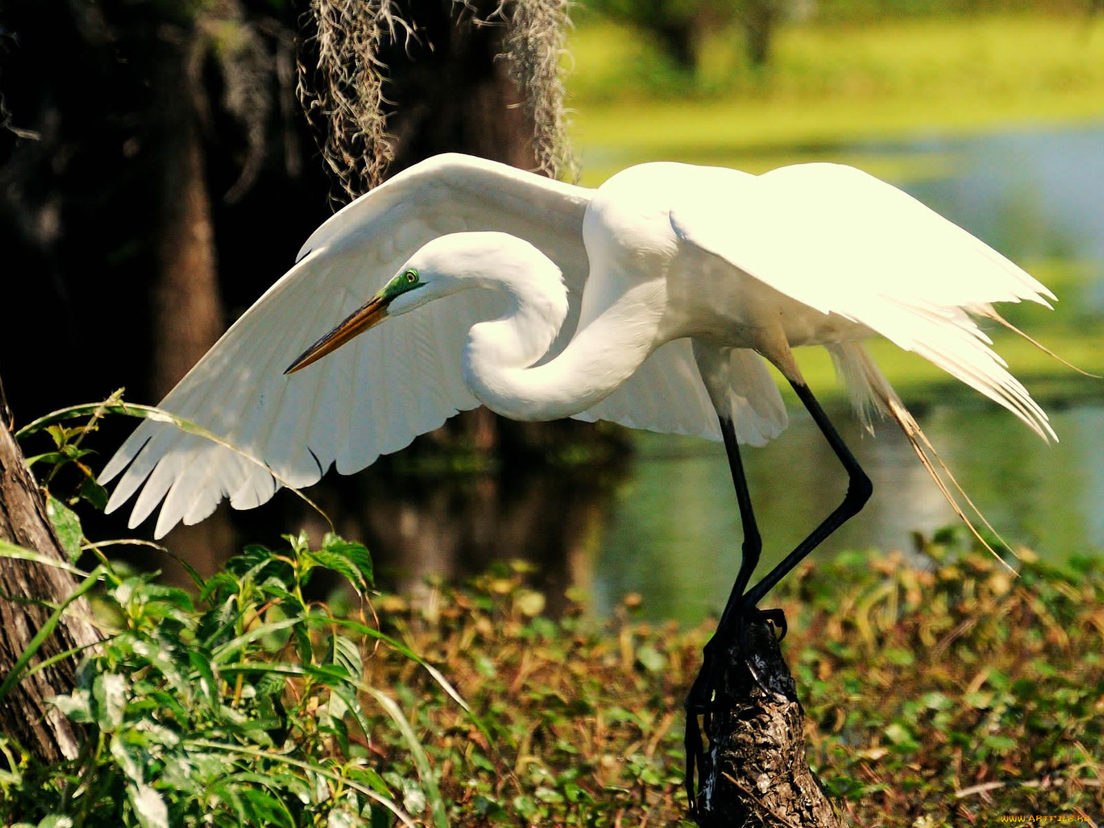 животные, цапли