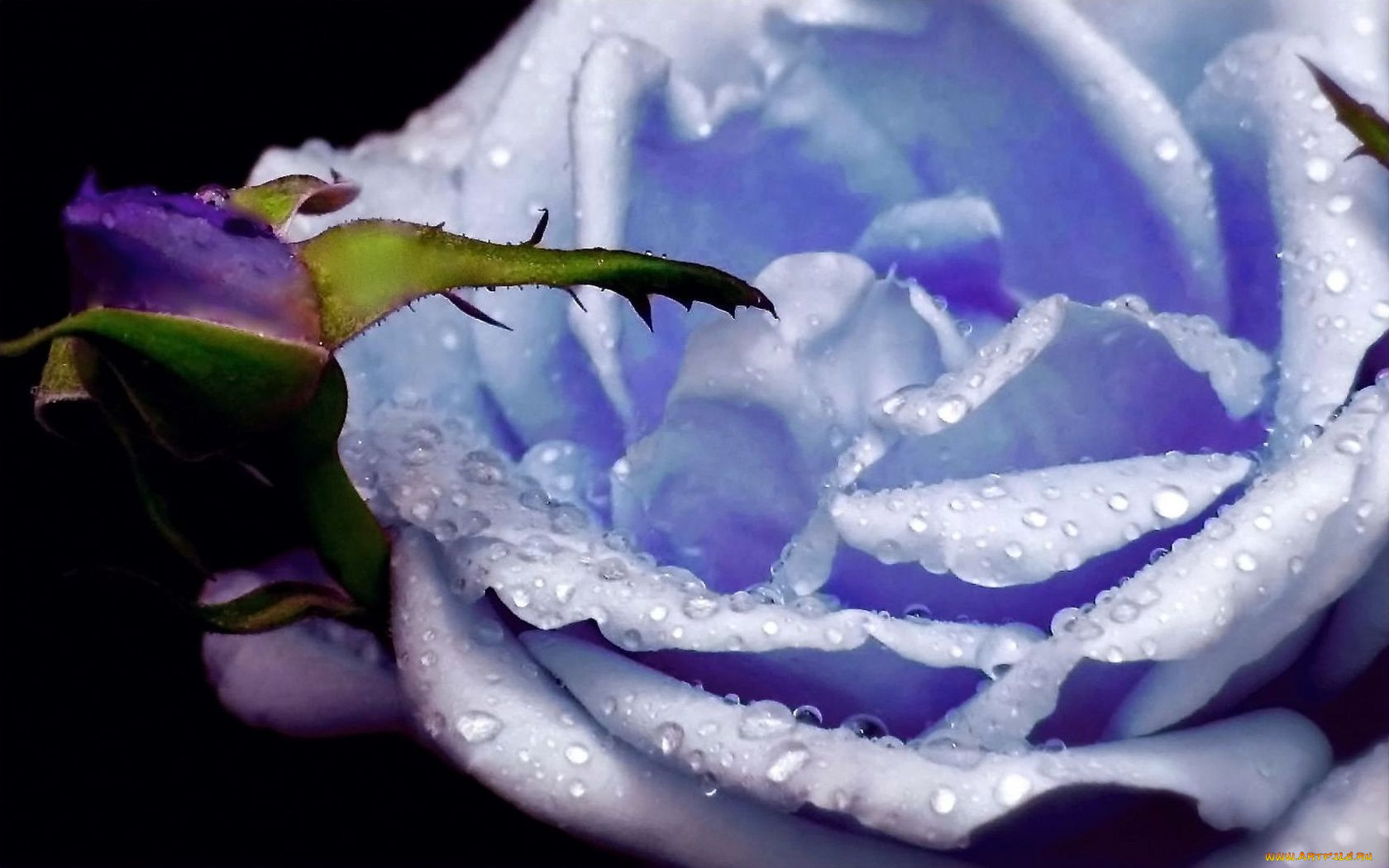 цветы, розы