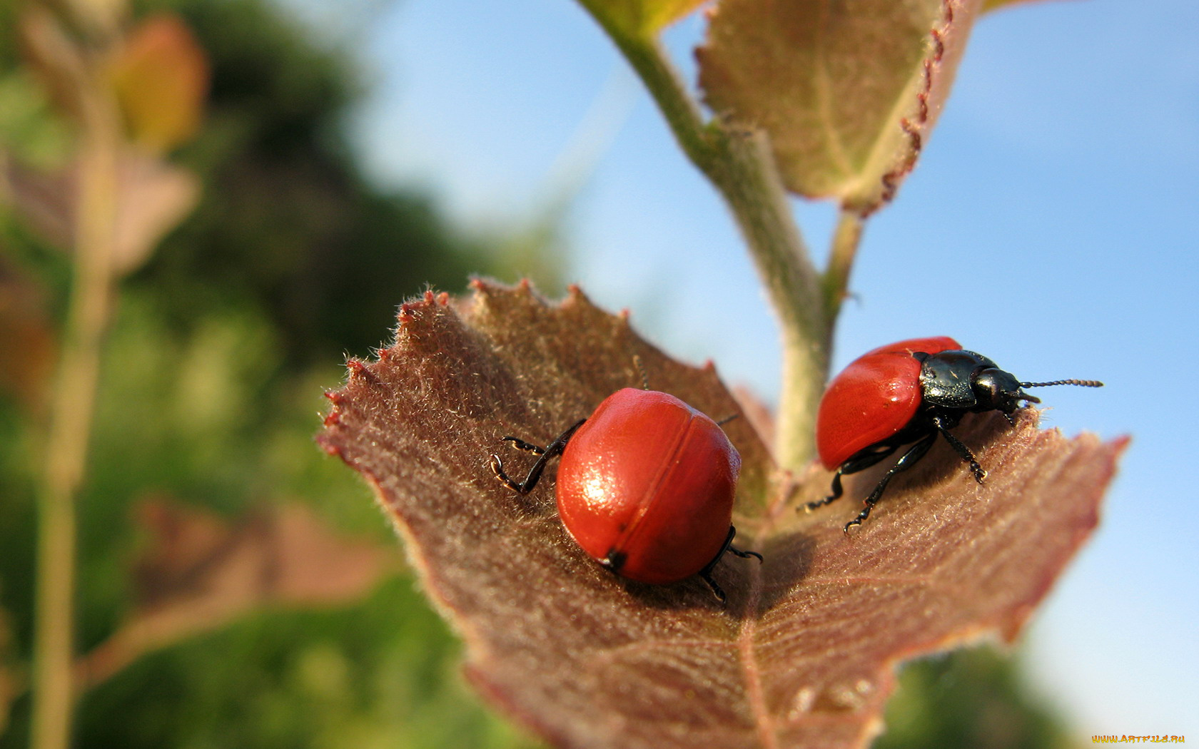 животные, насекомые