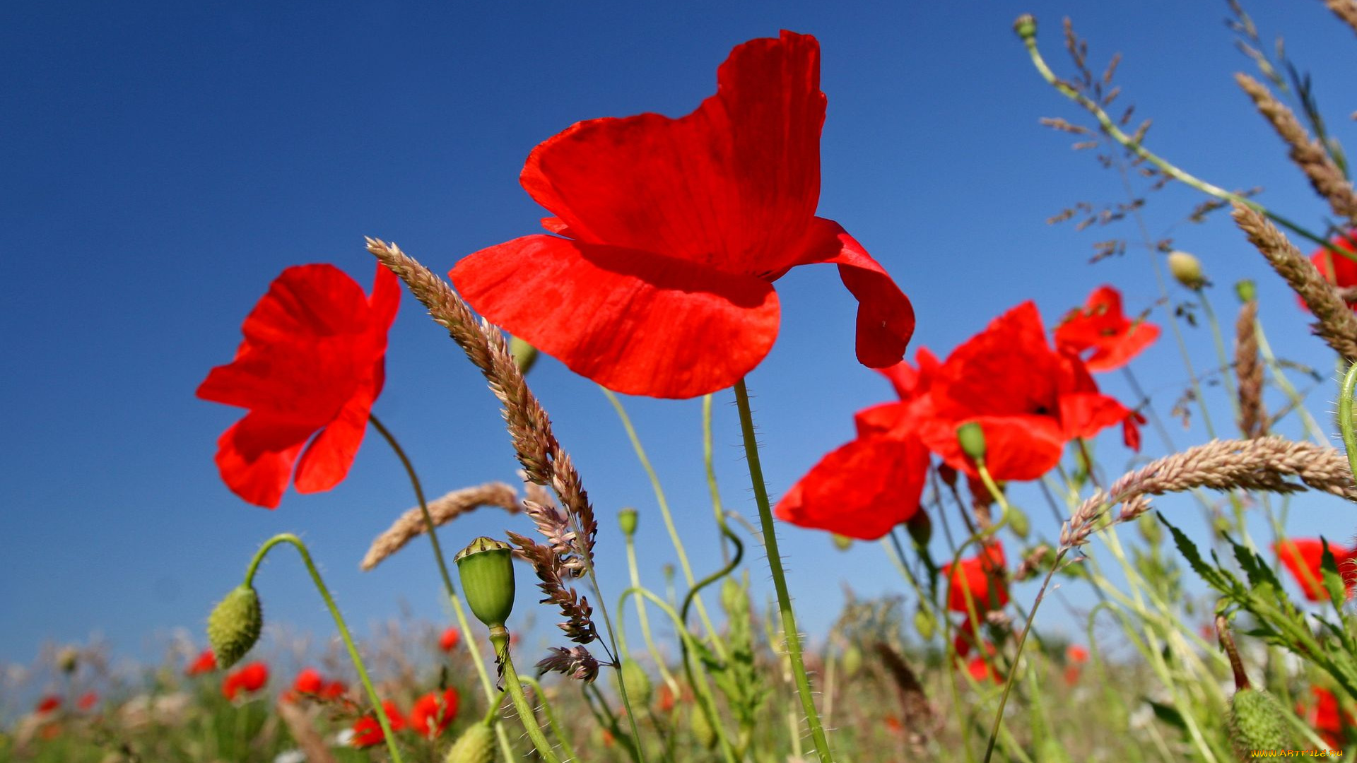 цветы, маки
