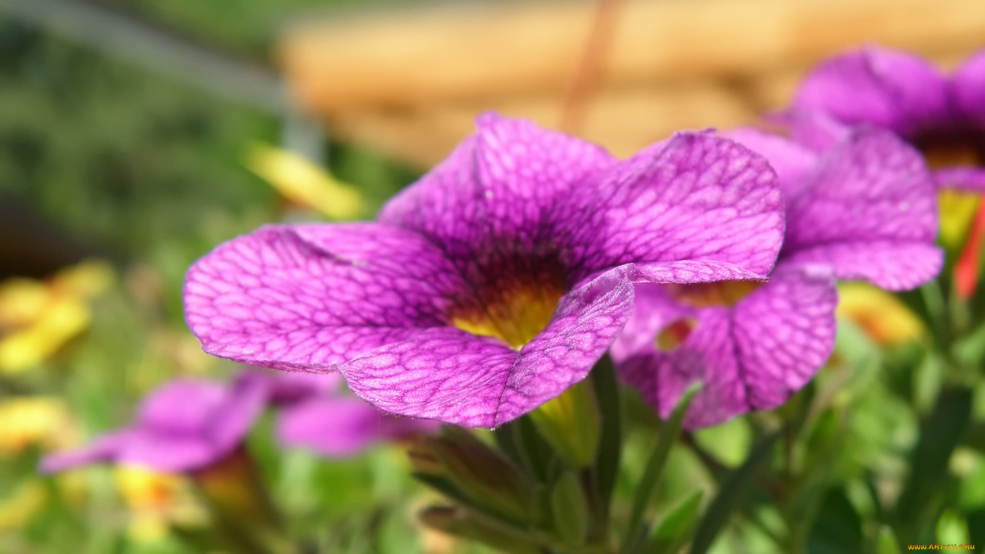 цветы, петунии, калибрахоа