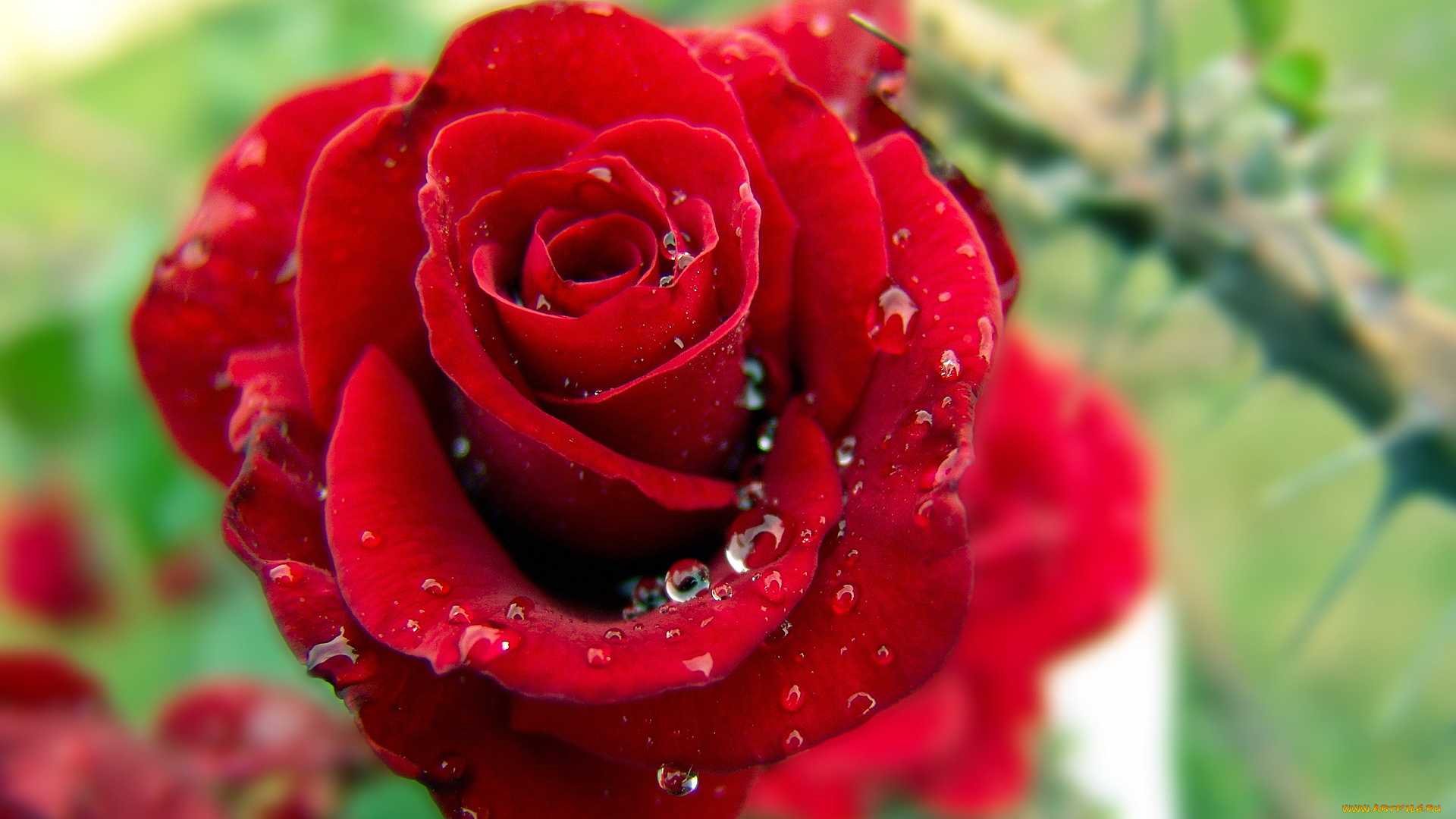 цветы, розы