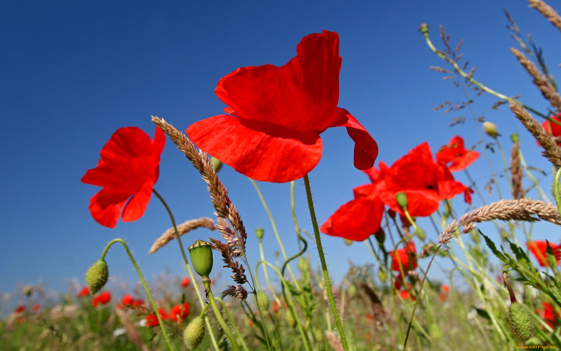 цветы, маки