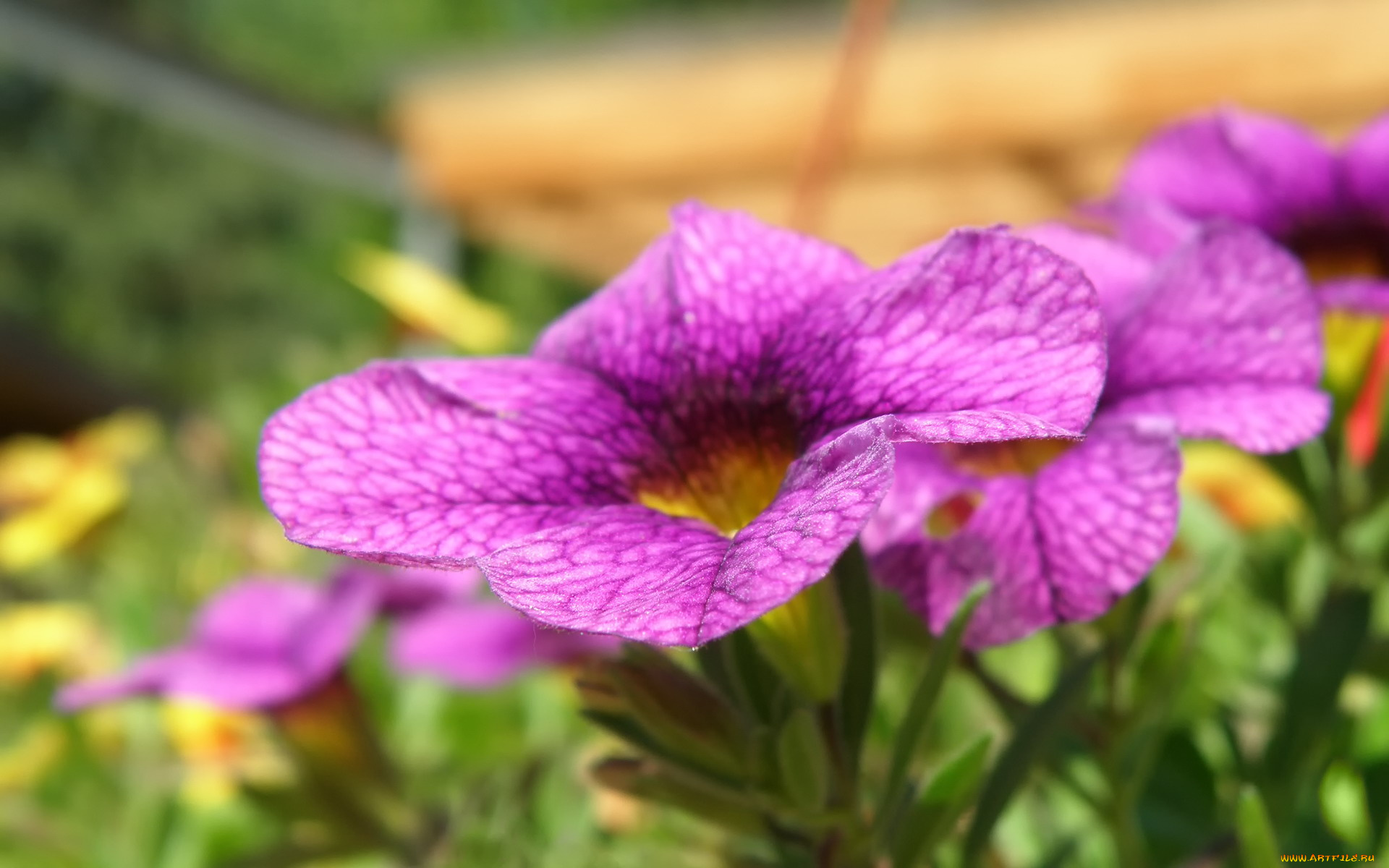 цветы, петунии, калибрахоа