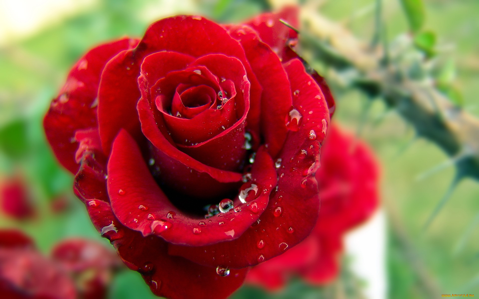 цветы, розы