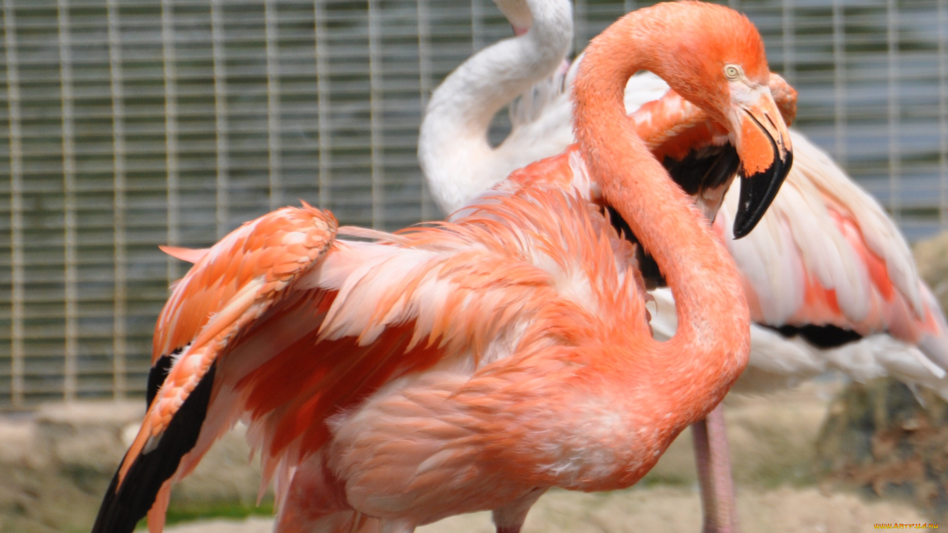 животные, фламинго