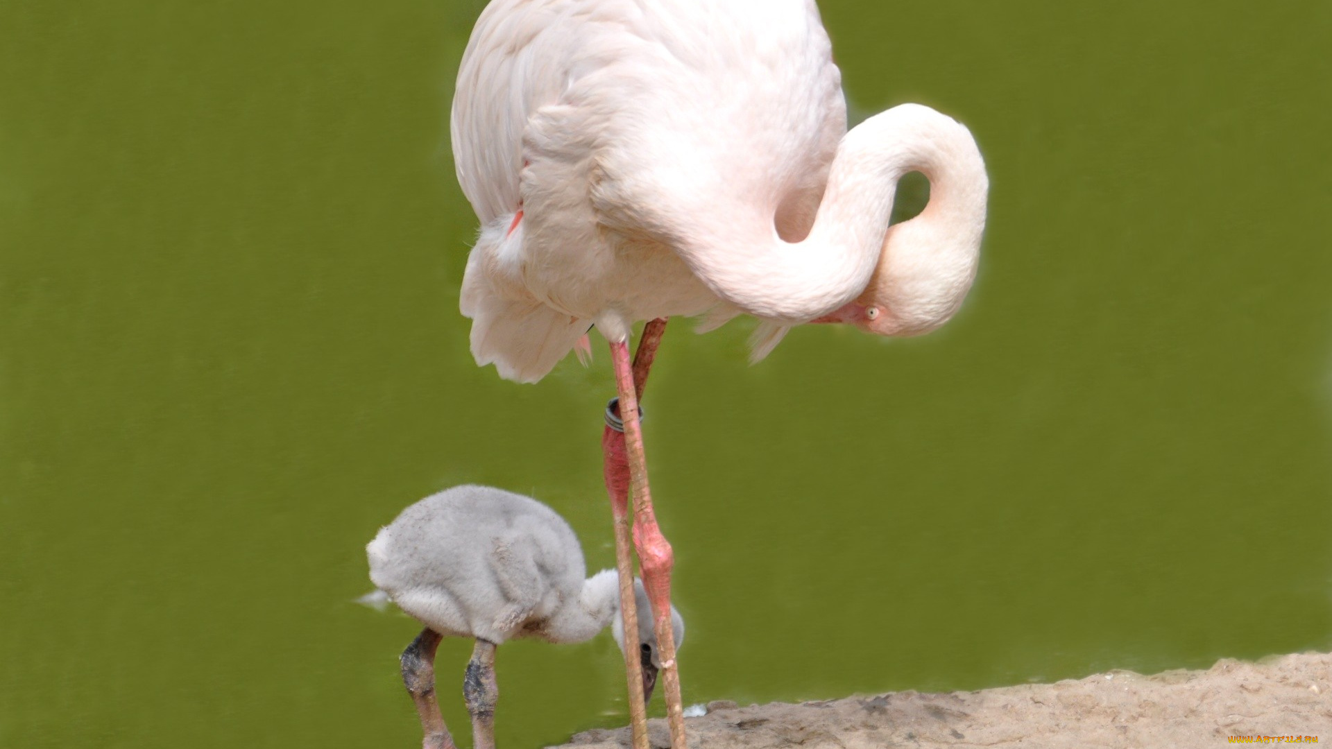 животные, фламинго