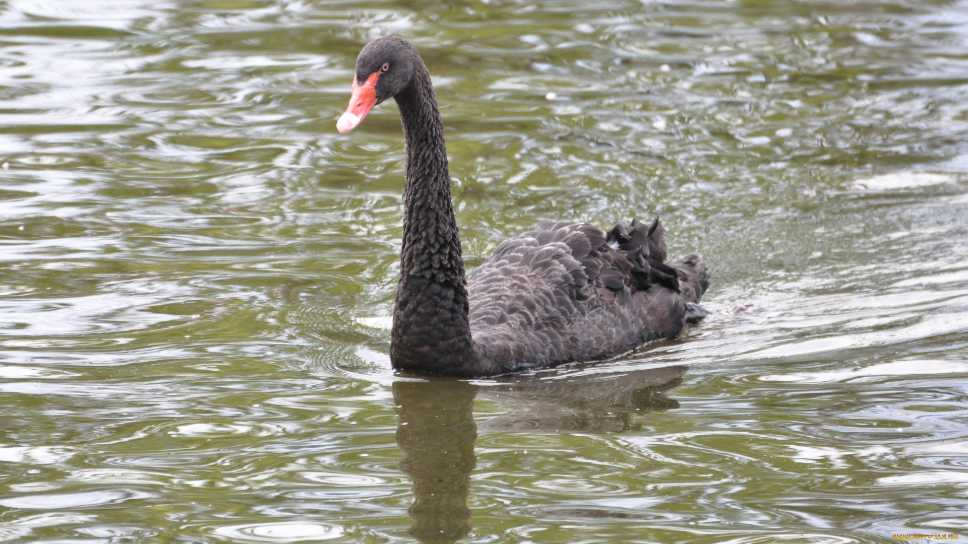 животные, лебеди